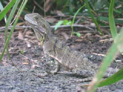 Lizard-1