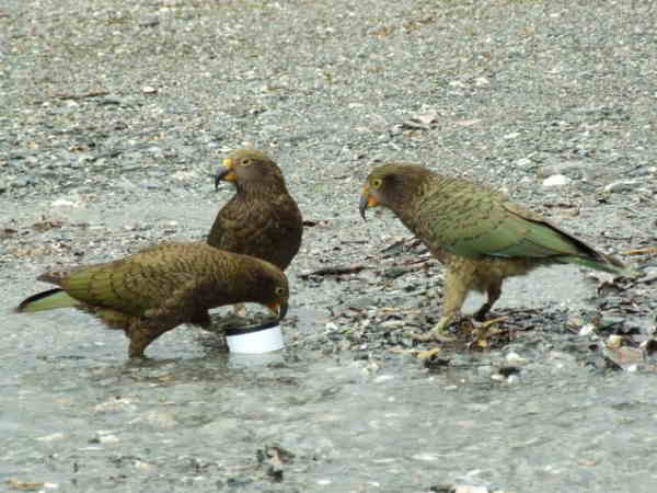 Kea's
