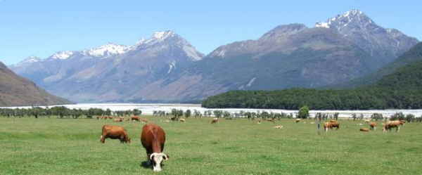 Herefords