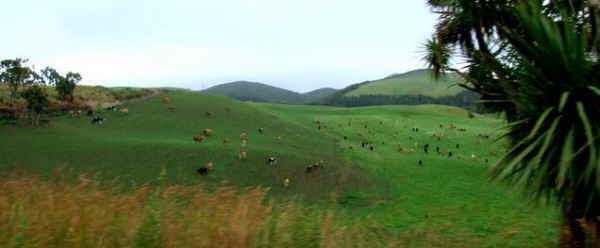Cattle