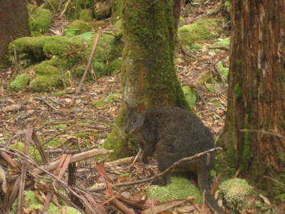 Wallaby